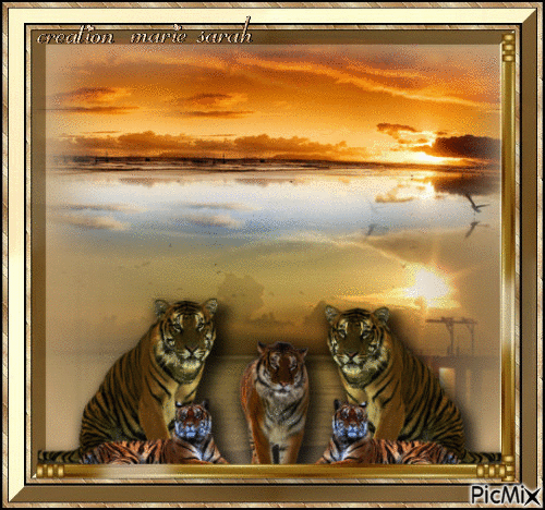 une famille de tigres sur coucher de soleil