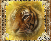 Le Tigre ♥♥♥