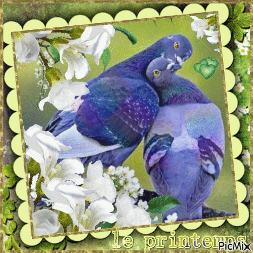 les pigeons et l'amour - GIF animé gratuit