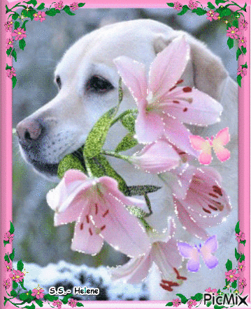 White dog with flowers. - Free animated GIF