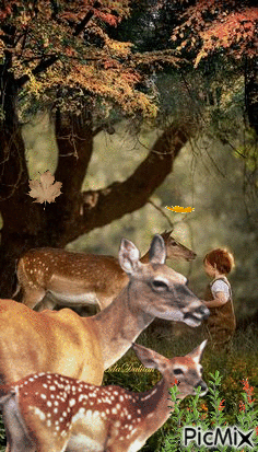 Entre el bosque - Zdarma animovaný GIF