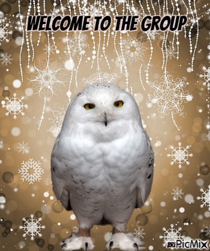 Welcome owl winter - png gratis