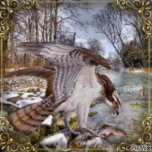Un aigle en hiver - Ilmainen animoitu GIF