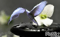 Les deux colombes amoureux - GIF animé gratuit