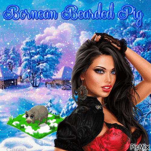 Bornean bearded pig - Δωρεάν κινούμενο GIF