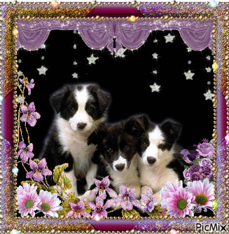 3 dogs - Free animated GIF