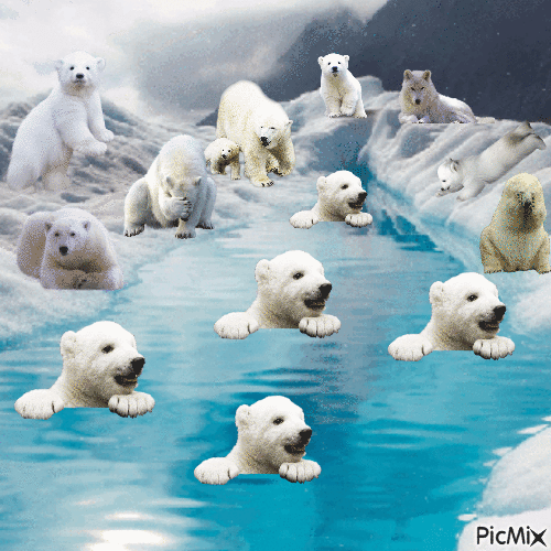la banquise des ours - Free animated GIF