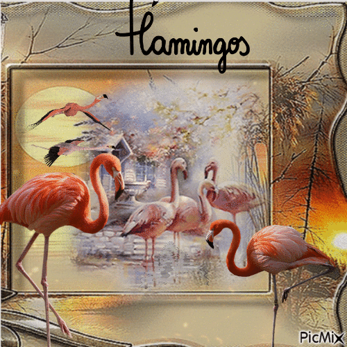 flamingos - Animovaný GIF zadarmo