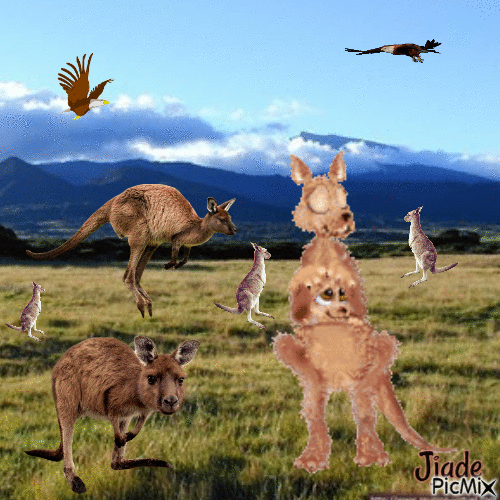 kangourous - GIF animé gratuit