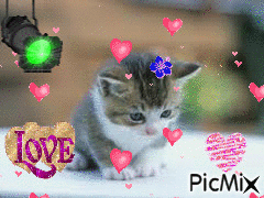un chaton trop mignon - Darmowy animowany GIF