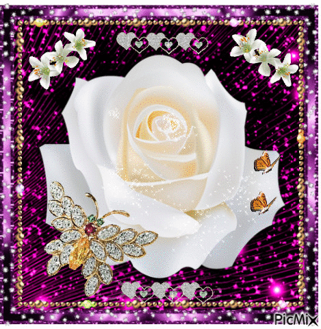 White rose on lilac. - Free animated GIF