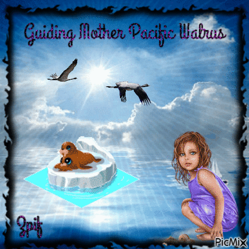 Guiding Mother Pacific walrus - 免费动画 GIF