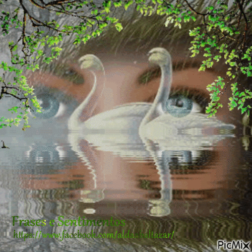 Olhar e os cisnes - Бесплатни анимирани ГИФ