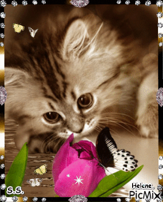 Kitty looking at the butterfly - Animovaný GIF zadarmo