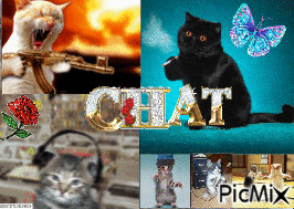 chat - GIF animé gratuit