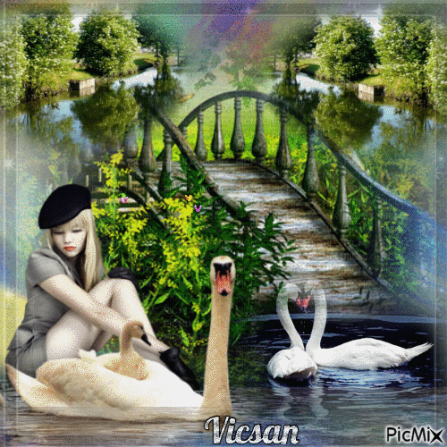 Cisnes en un entorno natural - Ingyenes animált GIF