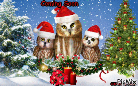 Christmas owl - Nemokamas animacinis gif