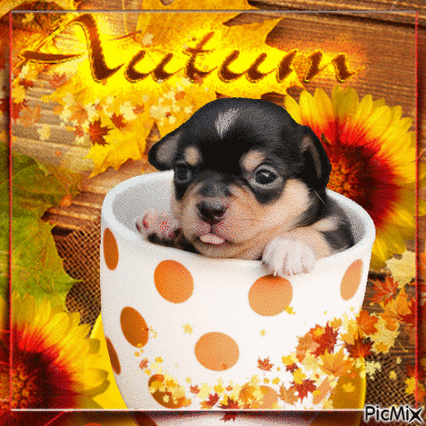 Autumn Dog ... - Gratis animerad GIF