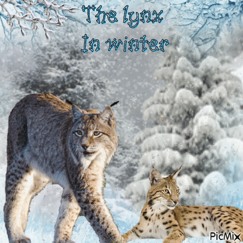 Concours :  Animal sauvage en hiver - Ingyenes animált GIF
