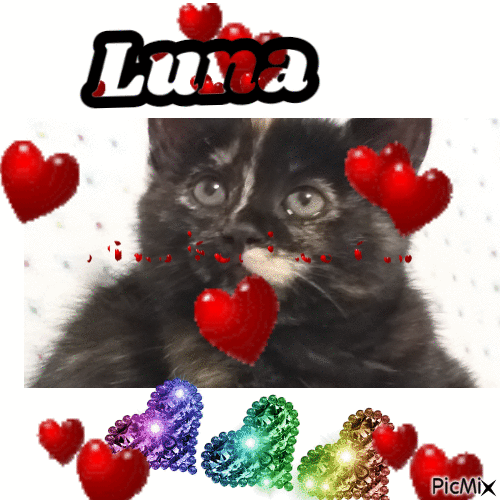 Gattina Luna - GIF animado gratis