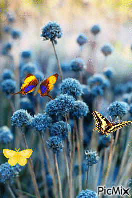 Blue flowers - GIF animé gratuit