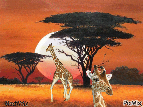 les girafes - Безплатен анимиран GIF