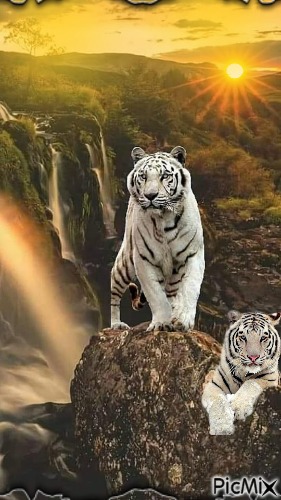 Tigers At Sunset - bezmaksas png