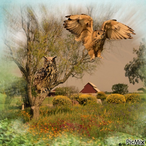 OWL - png grátis