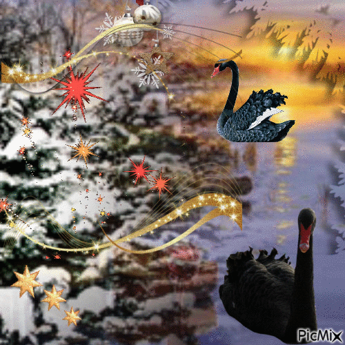 Cygnes noires de Noël - Nemokamas animacinis gif