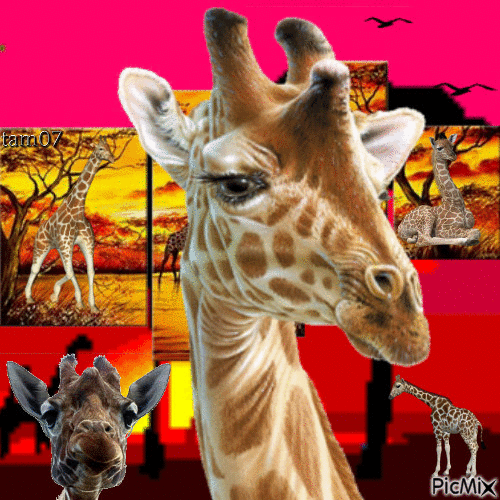 Girafes - Animovaný GIF zadarmo