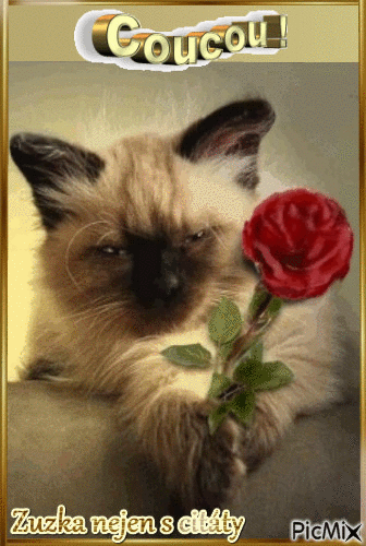 kočka s růží - Besplatni animirani GIF