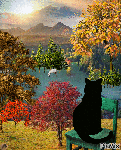 Gato negro, caballo blanco - GIF animado grátis