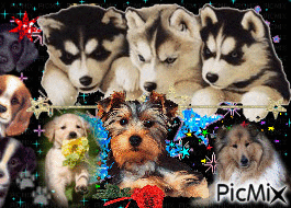 les chiens - Безплатен анимиран GIF