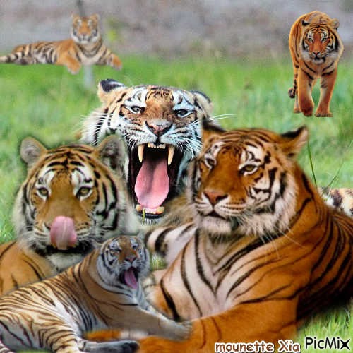 les tigres - PNG gratuit