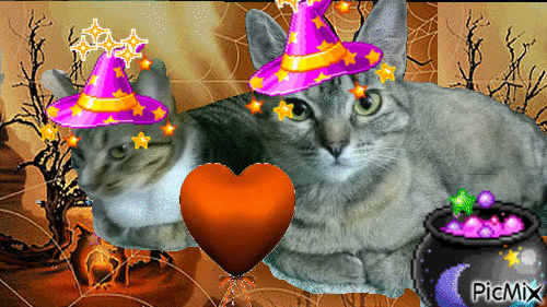 Halloween cats - Free animated GIF