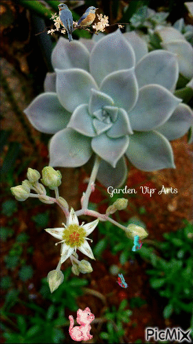 Garden Vip Arts - Gratis geanimeerde GIF