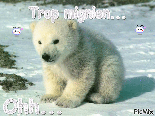 Bébé ours polaire trop mignion - GIF animé gratuit