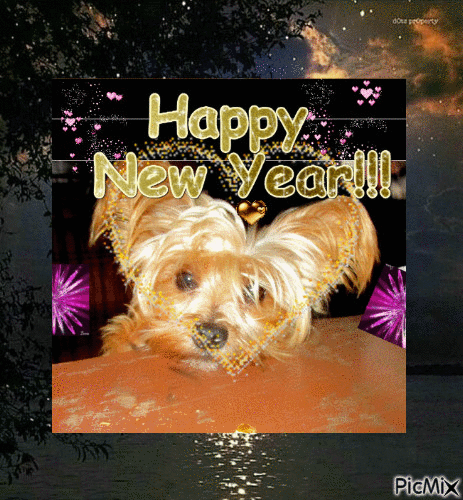 Rescued Yorkshire Terrier that's for ready a home says Happy New Year!!! - GIF animate gratis