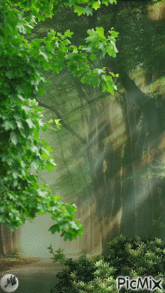 Bosque verde - Darmowy animowany GIF