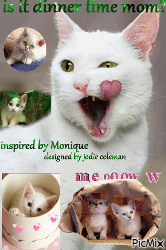 Moniques cats - Ilmainen animoitu GIF