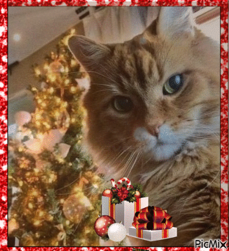 CAT IN CHRISTMAS - Δωρεάν κινούμενο GIF