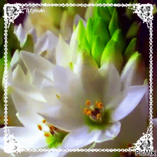 Spring flowers - Free animated GIF