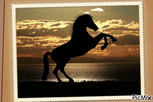 Cavalo na natureza " Por do sol" - png gratis