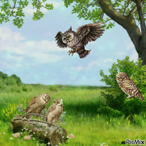 welcome owl - Besplatni animirani GIF