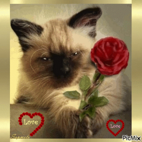 Flor e gato - Ingyenes animált GIF