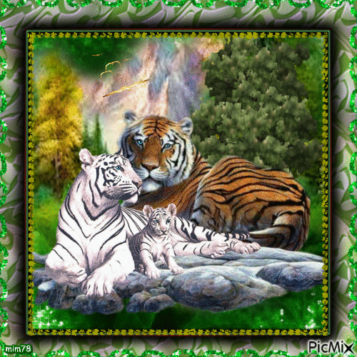 tigres - GIF animado grátis