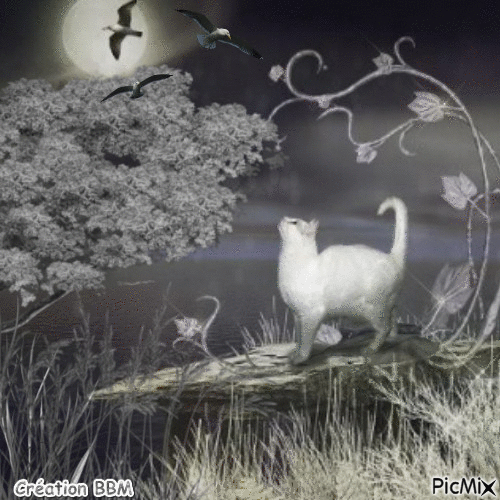 Le chat et les oiseaux par BBM - Animovaný GIF zadarmo
