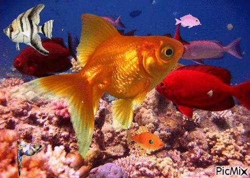 Banco de peces - GIF animado gratis
