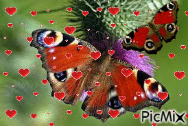 motýľ babôčka - GIF animado grátis