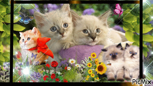 los gatitos - Безплатен анимиран GIF